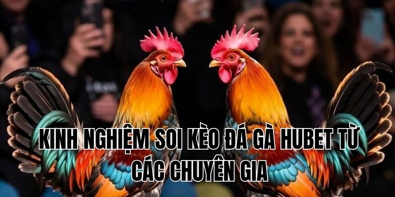 Kinh nghiệm soi kèo đá gà Hubet từ các chuyên gia